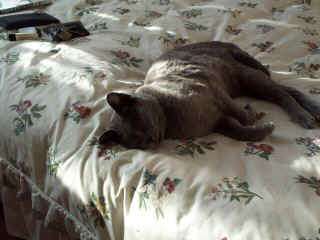 Dcp_2668.jpg (21201 bytes)