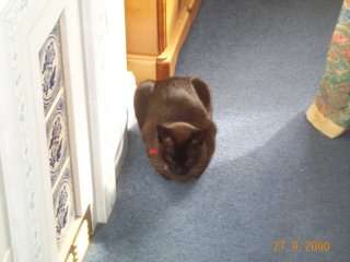 Dcp_3862.jpg (15145 bytes)