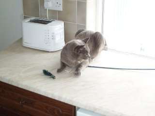 Dcp_3875.jpg (11640 bytes)