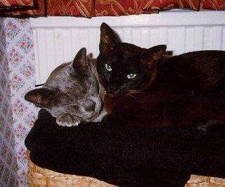 b-onbasket.jpg (22684 bytes)