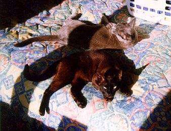 b-onbed.jpg (34951 bytes)