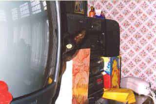 cat01.jpg (36116 bytes)