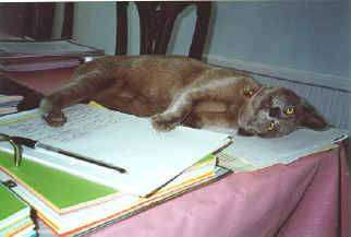 cat08.jpg (32459 bytes)