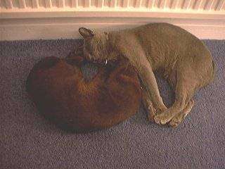 catsonfloor.jpg (16126 bytes)