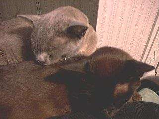 catstogether.jpg (15455 bytes)
