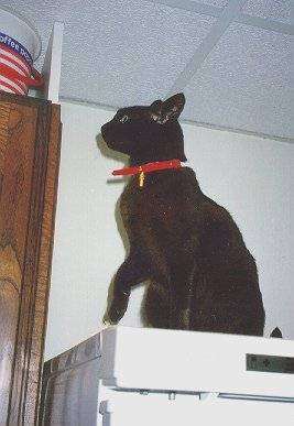 fridge03.jpg (21816 bytes)