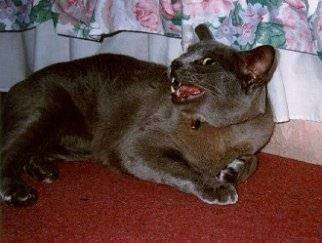 m-yawn.jpg (20843 bytes)