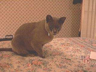 Muff.jpg (21992 bytes)