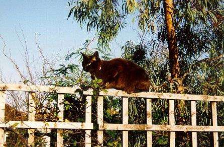 nooonfence.jpg (67270 bytes)